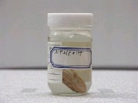 藏品(松葉牛尾魚)的圖片